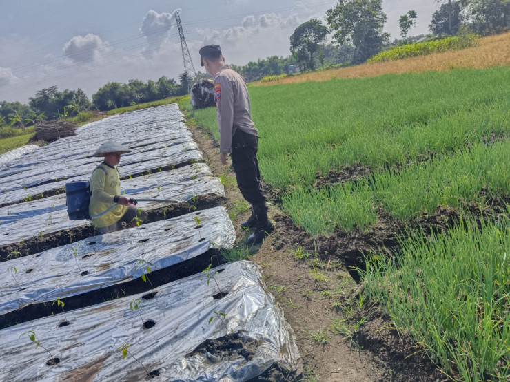 Bhabinkamtibmas Tarik Bina Petani Cabai Wujudkan P2B