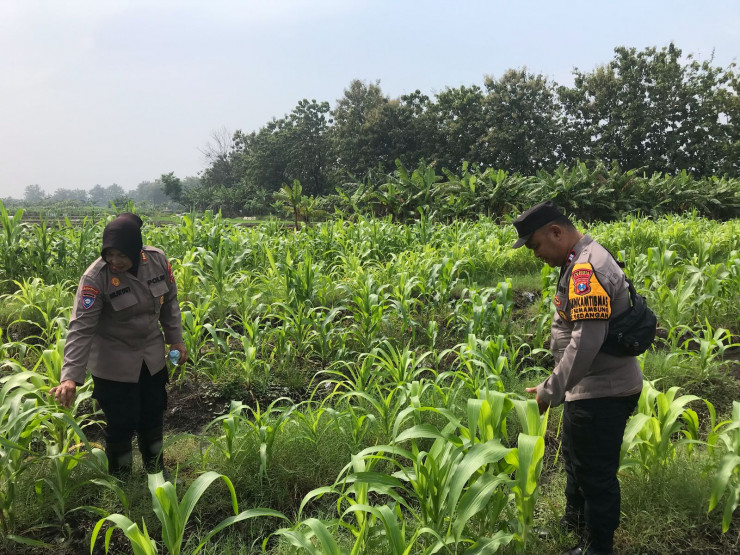 Bhabinkamtibmas Semambung Bersama Kelompok Tani Tinjau Perkembangan Tanaman Jagung
