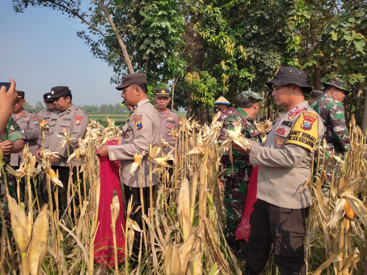 Panen Jagung di Desa Lemujut Krembung Dukung Program Ketahanan Pangan