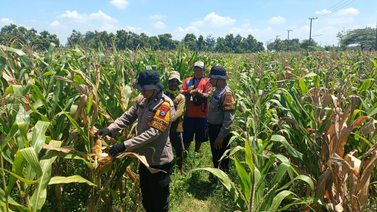 Polresta Sidoarjo Dorong Swasembada Pangan, Lahan Jagung di Balongbendo Siap Panen
