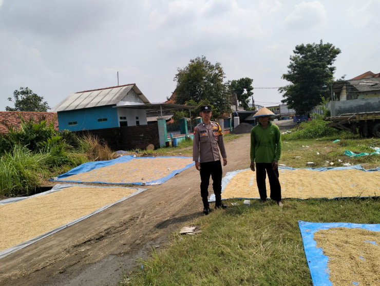 Bhabinkamtibmas Dampingi dan Motivasi Petani Saat Jemur Gabah di Desa Krembangan