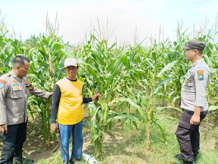 Cek Ketahanan Pangan, Polsek Balongbendo Tinjau Perkembangan Tanaman Jagung dan Cabai