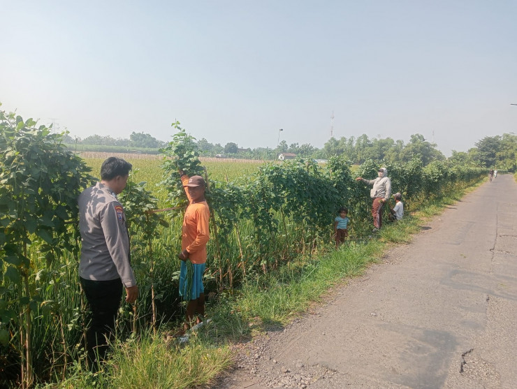 Polsek Krembung Dukung Ketahanan Pangan Polresta Sidoarjo Lewat Panen Kacang Panjang di Kedungrawan